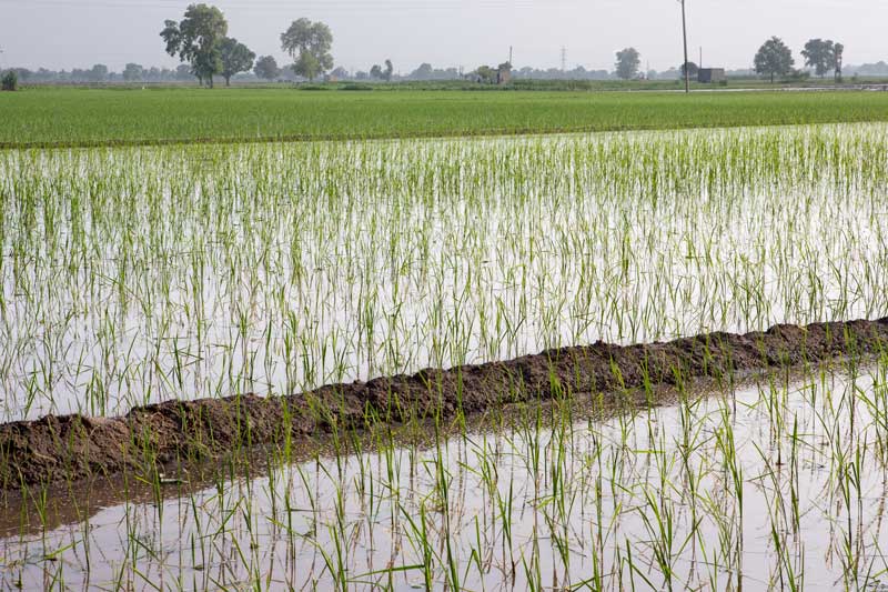 Water sustainability for sustainable agriculture - paddy being cultivated in Fatehabad district, Haryana - a crop wasteful of the precious groundwater in this agro-climatic zone